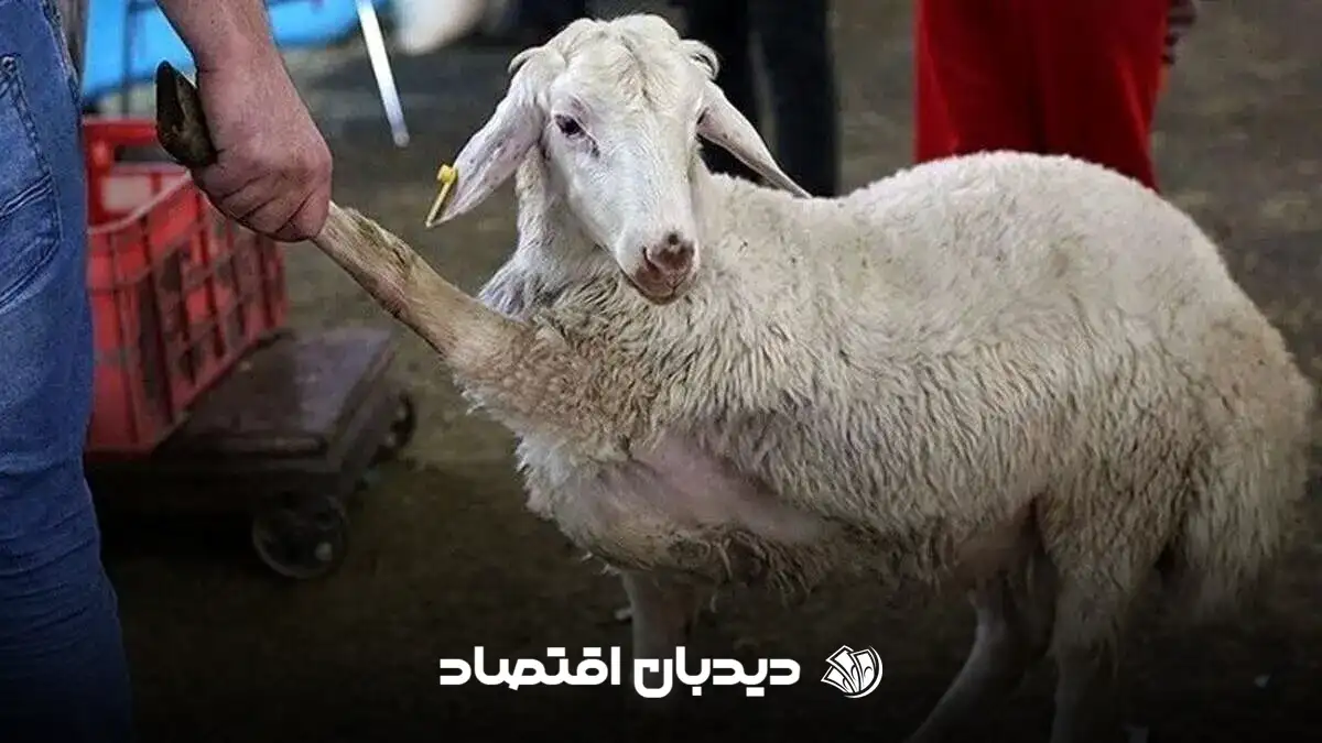 دام زنده