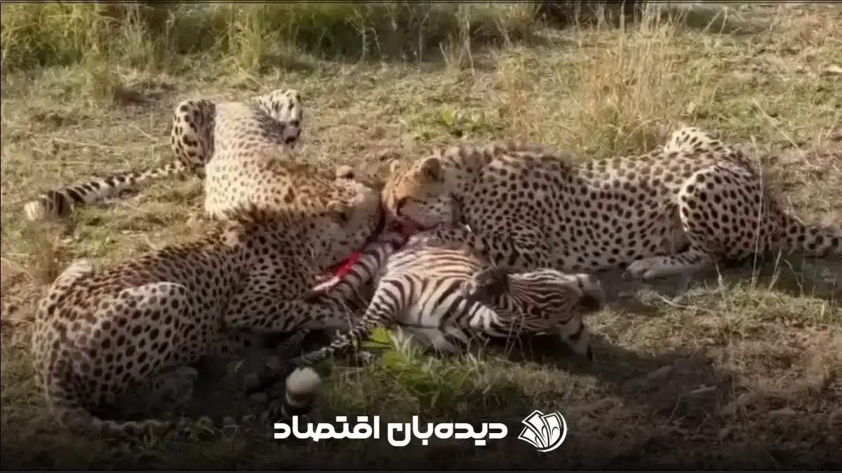 زنده خواری