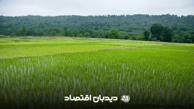 شالی برنج