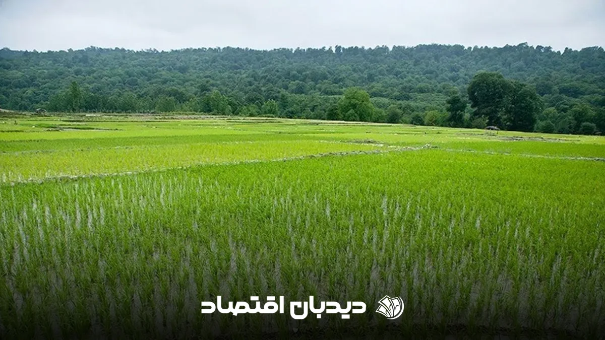 شالی برنج