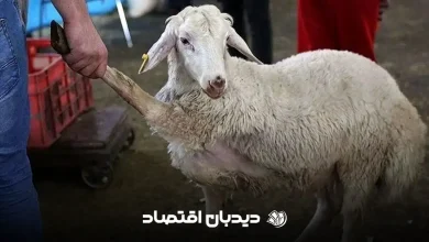 دام زنده