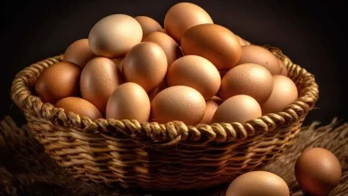 تخم مرغ