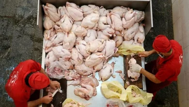 قیمت مرغ